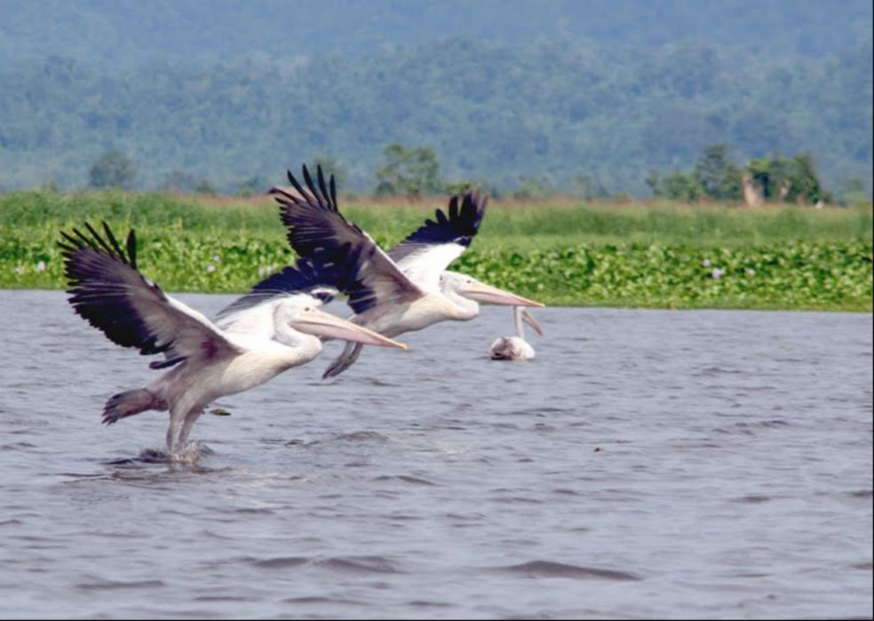 Preserving Biodiversity and Combatting Illegal Activities: Challenges at Inn Daw Gyi Lake